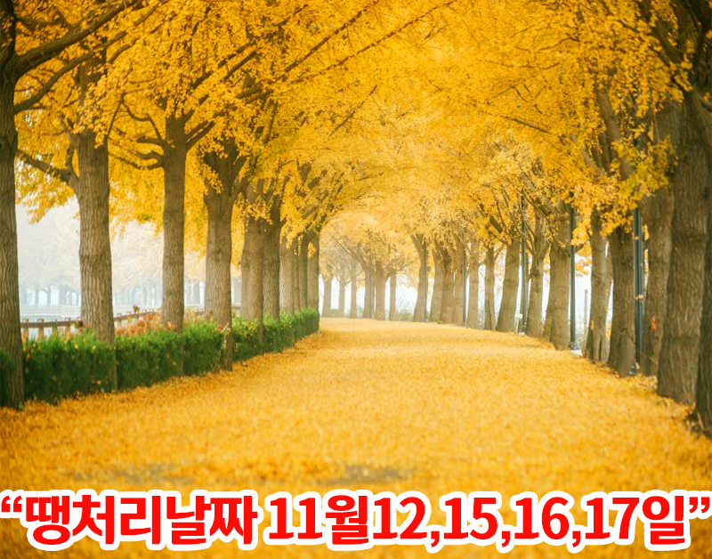 [C-146] 아산 은행나무길+영인산 자연휴양림+아산 레일바이크