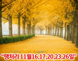 [C-146] 아산 은행나무길+영인산 자연휴양림+아산 레일바이크