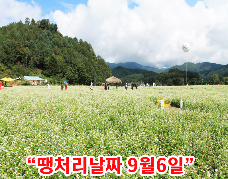 [C-147] 봉평 메밀꽃축제+평창 애니포레 모노레일& 가문비 숲