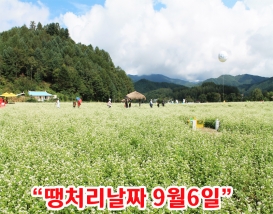 [C-147] 봉평 메밀꽃축제+평창 애니포레 모노레일& 가문비 숲
