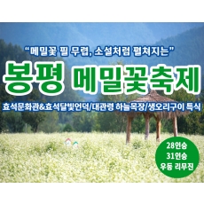 [C-147] 강원도 가을여행 봉평 메밀꽃축제+대관령 하늘목장+생오리구이 특식