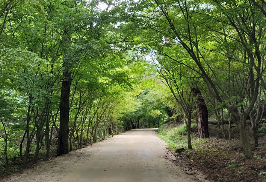 [C-148] 청송 가을여행 산소카페 청송정원 백일홍축제+고운사 천년의 숲길+의성흑마늘오리주물럭 특식