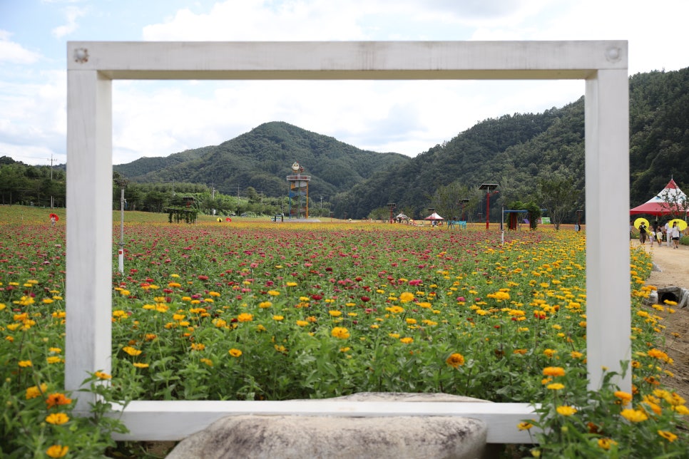 [C-148] 청송 가을여행 산소카페 청송정원 백일홍축제+고운사 천년의 숲길+의성흑마늘오리주물럭 특식