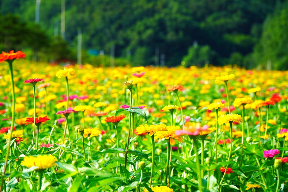 [C-148] 청송 가을여행 산소카페 청송정원 백일홍축제+고운사 천년의 숲길+의성흑마늘오리주물럭 특식