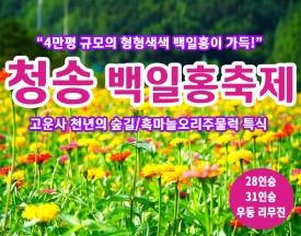 [C-148] 청송 가을여행 산소카페 청송정원 백일홍축제+고운사 천년의 숲길+의성흑마늘오리주물럭 특식