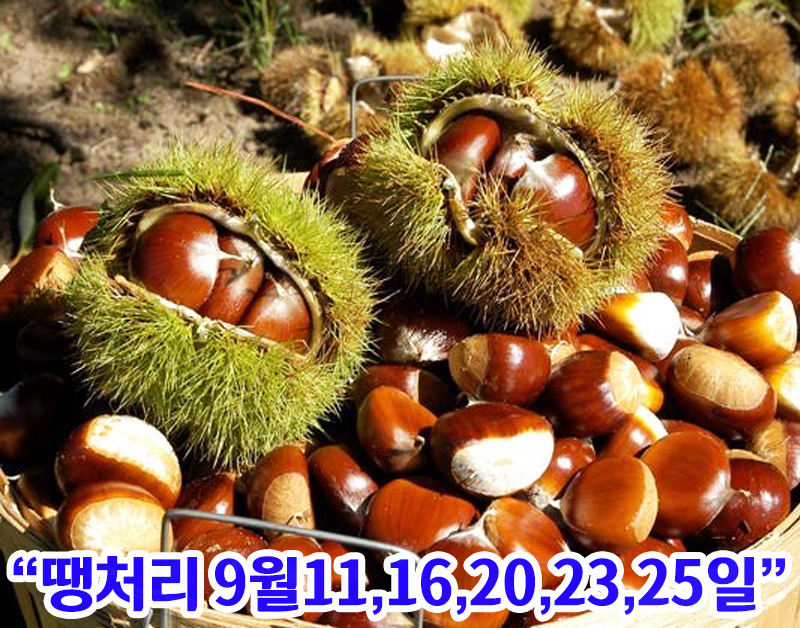 [C-150C] 공주 알밤따기체험+청양 칠갑산자연휴양림+칠갑타워&전망대(9월16일오픈예정)