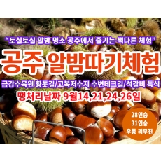 [C-150C] 땡처리 날짜(9월14,21,24,26일) 공주 가을여행 알밤따기체험+금강수목원 황톳길+고복저수지 데크길+석갈비 특식