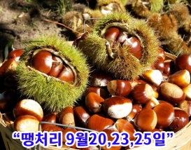 [C-150C] 공주 알밤따기체험+칠갑산자연휴양림+칠갑타워&전망대(9월16일오픈예정)
