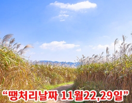 [C-154C] 서천 신성리갈대밭+국립생태원+마량포구 해돋이둘레길