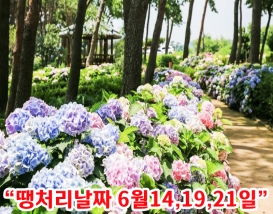 [C-168B] 추천여행 당진 삼선산수목원+당진 아미미술관+서산 모월힐링숲 수국여행