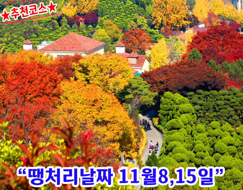 [C-181] 노마진상품! 세종 베어트리파크 단풍축제+영동 도마령전망대+족욕체험