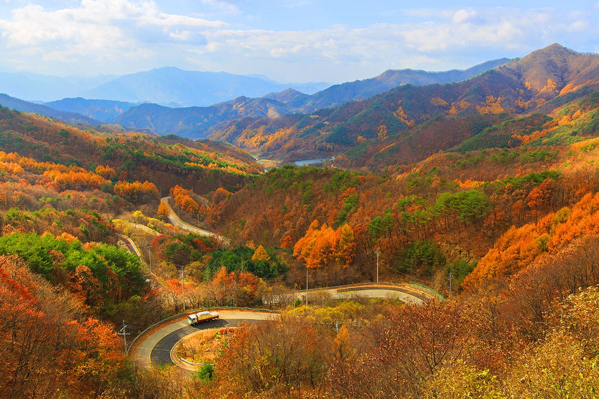 [C-181] 노마진상품! 세종 베어트리파크 단풍축제+영동 도마령전망대+족욕체험