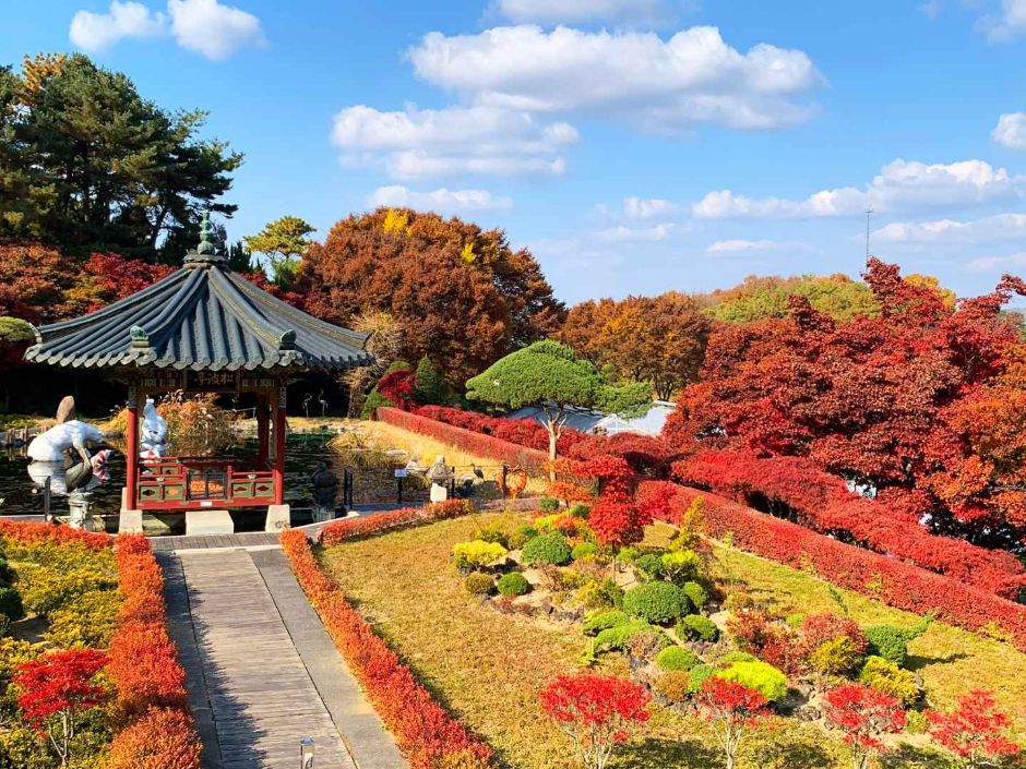 [C-181] 노마진상품! 세종 베어트리파크 단풍축제+영동 도마령전망대+족욕체험