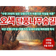 [C-184C] 근거리 단풍여행 천안 오색단풍나무숲길+아산 은행나무길+공세리성당