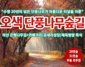 [C-184C] 근거리 단풍여행 천안 오색단풍나무숲길+아산 은행나무길+공세리성당