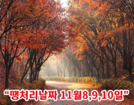 [C-184C] 근거리 단풍여행 천안 오색단풍나무숲길+아산 은행나무길+공세리성당