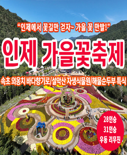 [C-185C] 강원도 가을여행 인제 가을 꽃 축제+설악산 자생식물원+속초 외옹치 바다향기로