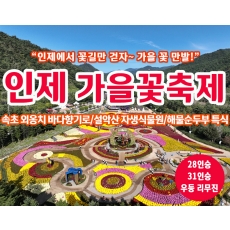 [C-185C] 강원도 가을여행 인제 가을 꽃 축제+설악산 자생식물원+속초 외옹치 바다향기로