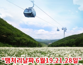 [C-187B] 추천코스 정선 하이원리조트 샤스타데이지 군락&케이블카+가리왕산 자연휴양림