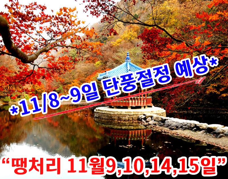[C-18C] 단풍 명소 내장산 국립공원 단풍관광!