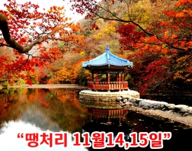 [C-18C] 단풍 명소 내장산 국립공원 단풍관광!