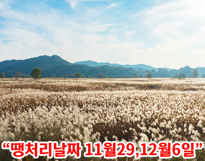 [C-190C] 부여 백마강 억새군락지+성주산 자연휴양림&편백나무숲+보령 천북 굴단지