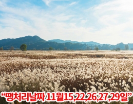 [C-190C] 부여 백마강 억새군락지+성주산 자연휴양림&편백나무숲+보령 천북 굴단지