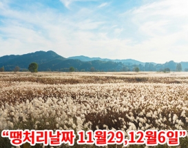 [C-190C] 부여 백마강 억새군락지+성주산 자연휴양림&편백나무숲+보령 천북 굴단지