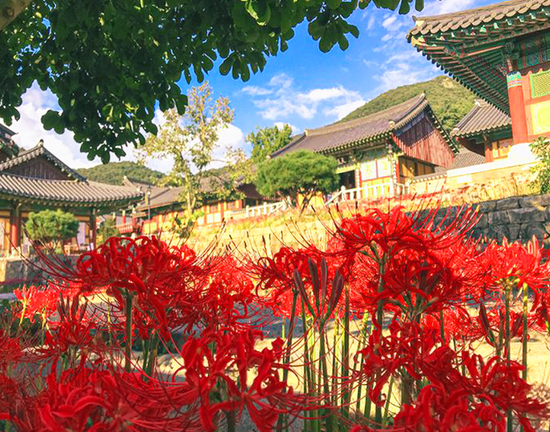 [C-19C] 영광 불갑사 상사화축제+물무산 행복숲&황톳길