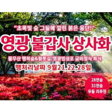 [C-19C] 땡처리 날짜(9월21,22,28일) 영광 불갑사 상사화축제+물무산 행복숲&황톳길+영광법성포 굴비정식 특식