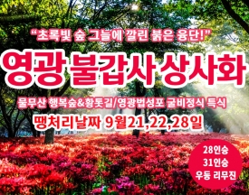 [C-19C] 땡처리 날짜(9월21,22,28일) 영광 불갑사 상사화축제+물무산 행복숲&황톳길+영광법성포 굴비정식 특식