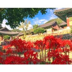 [C-19C] 영광 불갑사 상사화축제+물무산 행복숲&황톳길