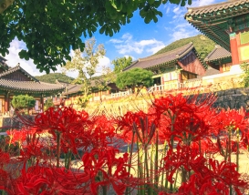 [C-19C] 영광 불갑사 상사화축제+물무산 행복숲&황톳길