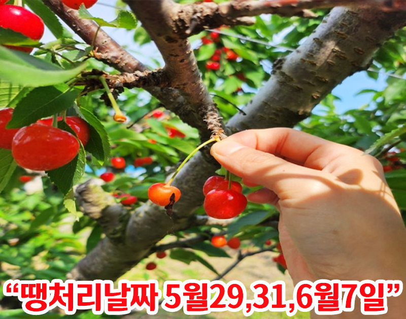 [C-206B] 추천코스 딱 3주동안 체리따기체험+아그로랜드 수레국화+백설농부 카페