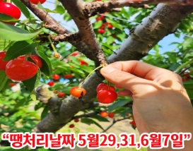 [C-206B] 추천코스 딱 3주동안 체리따기체험+아그로랜드 수레국화+백설농부 카페