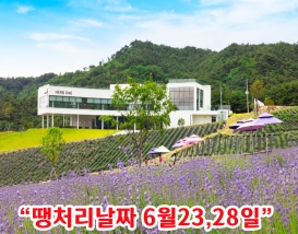 [C-209] 정읍 라벤더명소 허브원+모악산국립공원 금산사