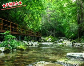 [C-212B] 추천코스 여름에도 시원한 정선 이끼 항골계곡숲길+정선5일장+나전역카페