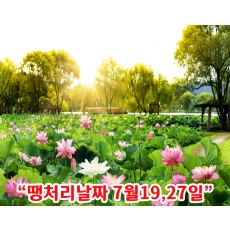 [C-214] 부여 궁남지 연꽃축제+개화예술공원+성주산 자연휴양림