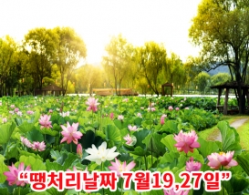 [C-214] 부여 궁남지 연꽃축제+개화예술공원+성주산 자연휴양림
