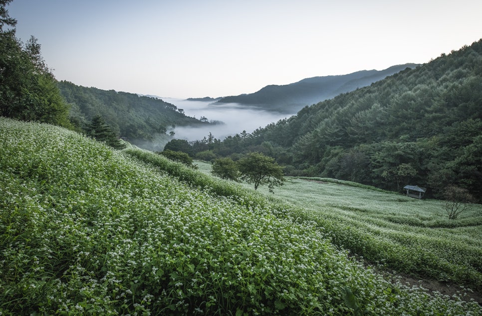 [C-215] 청주 추정리 메밀밭+미동산수목원+상당산성