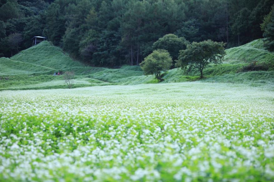 [C-215] 땡처리 날짜(9월26,28,29일) 청주 추정리 메밀밭+보은 속리산 솔향공원 스카이바이크+말티재전망대 가을여행