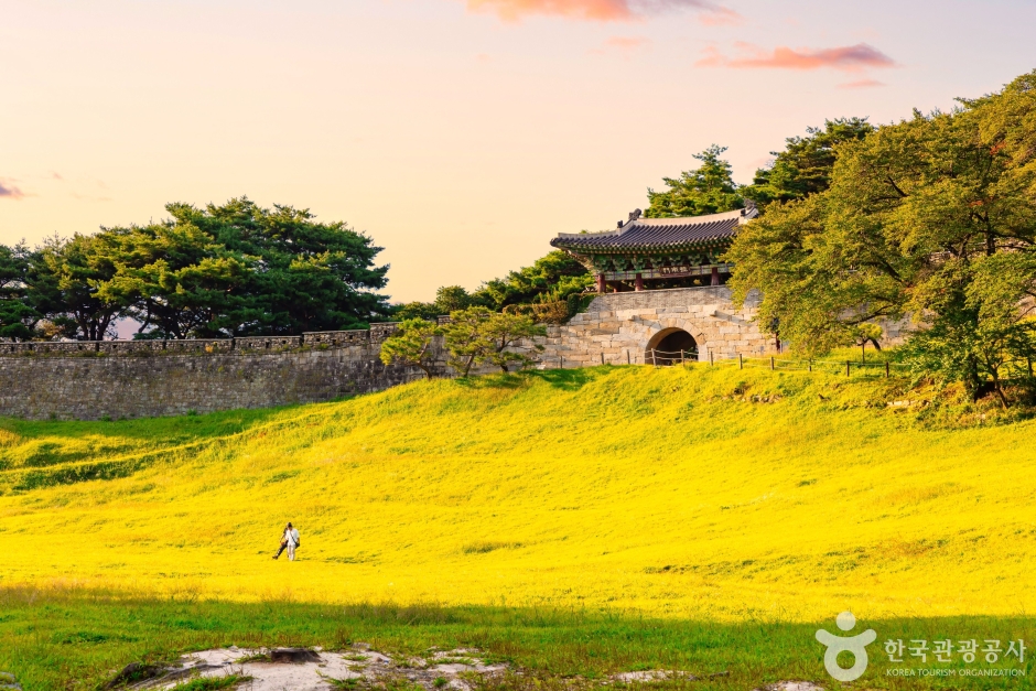 [C-215] 청주 추정리 메밀밭+미동산수목원+상당산성