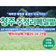 [C-215] 땡처리 날짜(9월26,28,29일) 청주 추정리 메밀밭+보은 속리산 솔향공원 스카이바이크+말티재전망대 가을여행