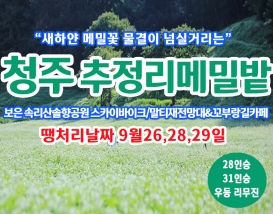 [C-215] 땡처리 날짜(9월26,28,29일) 청주 추정리 메밀밭+보은 속리산 솔향공원 스카이바이크+말티재전망대 가을여행