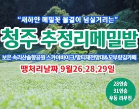 [C-215] 땡처리 날짜(9월26,28,29일) 청주 추정리 메밀밭+보은 속리산 솔향공원 스카이바이크+말티재전망대 가을여행