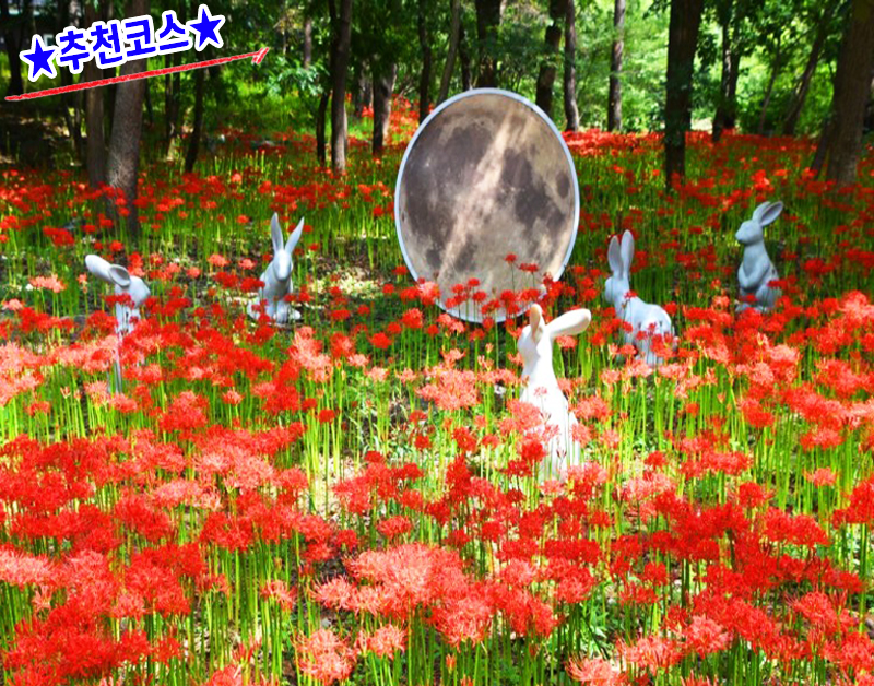 [C-220C] 추천코스 성주산 자연휴양림 꽃무릇+남당항 대하축제+죽도 섬투어