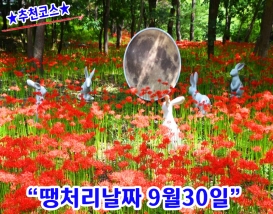 [C-220C] 추천코스 성주산 자연휴양림 꽃무릇+남당항 대하축제+죽도 섬투어