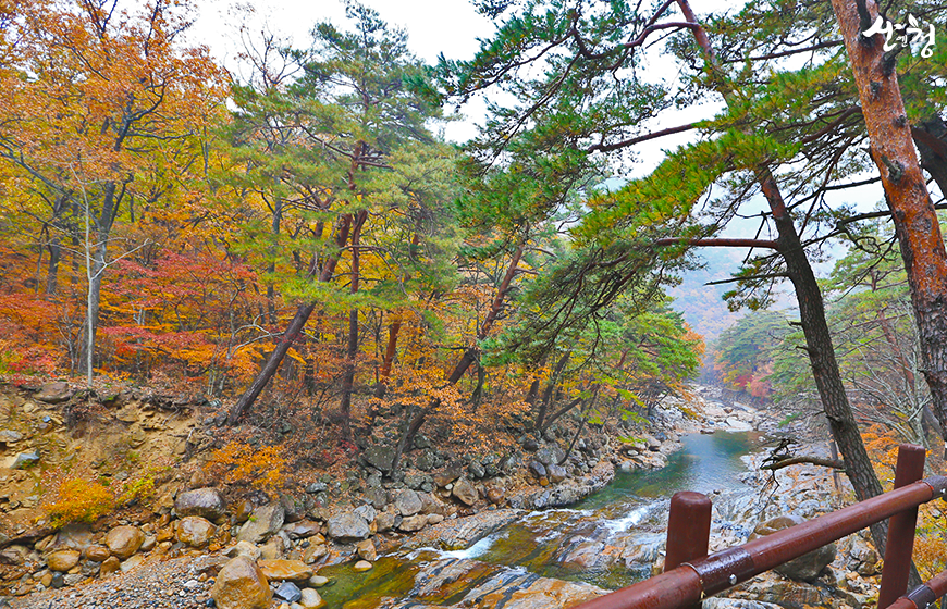 [C-22C] 우리나라 최대 구절초 군락지 산청 동의보감촌&무릉교+대원사 계곡탐방길+오리불고기 특식