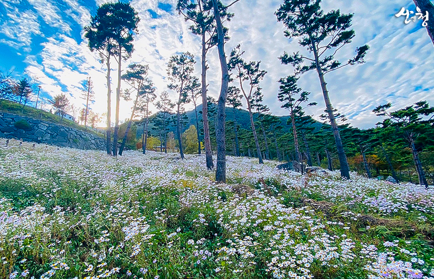 [C-22C] 우리나라 최대 구절초 군락지 산청 동의보감촌&무릉교+대원사 계곡탐방길+오리불고기 특식