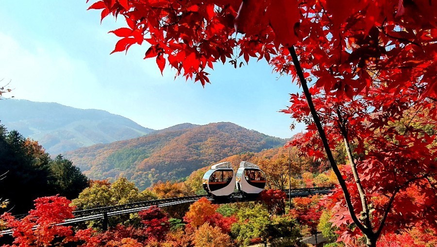 [C-23C] 곤지암 화담숲 단풍+별빛정원우주 야경&라이팅쇼